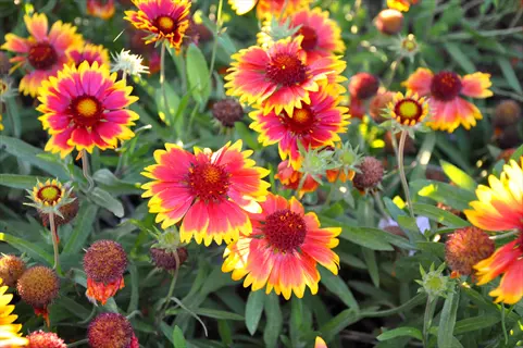 vibrant blanket flower gaillardia blooms with red-yellow petals and dark centers among green foliage