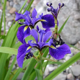 vibrant blue flag iris blooms showcasing deep purple petals with yellow accents, surrounded by lush green foliage and rocky garden background