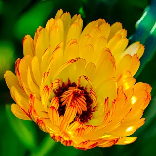 vibrant calendula orange petals in full bloom with layered structure and green bokeh background