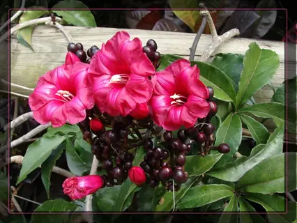 vibrant cardinal climber red flowers with green foliage and budding blooms