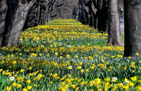 vibrant cheerfulness daffodil cluster blooming in a sun-dappled garden alley with tall trees