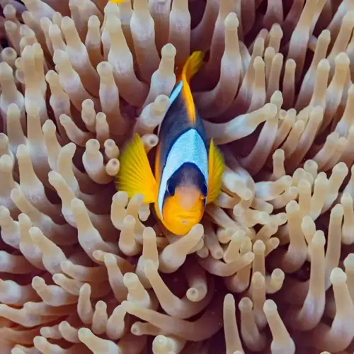 vibrant clownfish nestled in sea anemone tentacles on coral reef