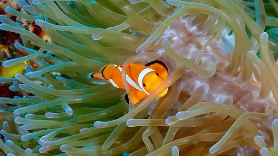 vibrant clownfish nestled in sea anemone tentacles within ocean reef environment