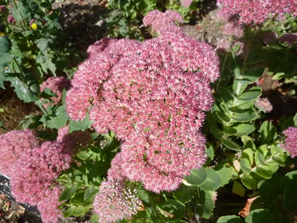 vibrant cluster of autumn joy sedum flowers with pink blooms and green foliage