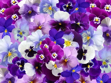 vibrant cluster of colorful pansy flowers in purple, white, and blue hues