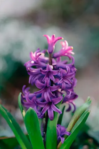 vibrant cluster of hyacinth purple blooms with dewdrops emerging from green foliage