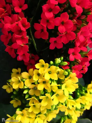 vibrant cluster of red and yellow kalanchoe blossfeldiana flowers in close-up