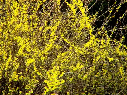 vibrant cluster of yellow northern gold forsythia flowers blooming on slender branches