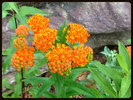 vibrant clusters of orange butterfly weed flowers blooming with green foliage against a rocky background