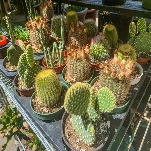 vibrant collection of potted cactus plants with varied shapes and spines in natural sunlight