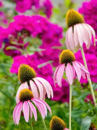 vibrant coneflower echinacea garden with pink-petaled blooms and golden centers, surrounded by magenta phlox and lush green foliage