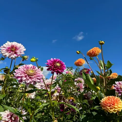 vibrant dahlia flowers garden under clear blue sky with fluffy clouds