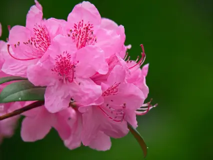 vibrant deep pink azalea flowers in full bloom against a lush green landscape