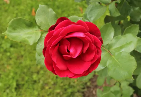 vibrant don juan red climbing rose in full bloom with lush green foliage