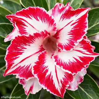 vibrant double amaryllis bloom with red-and-white striped petals and a golden center