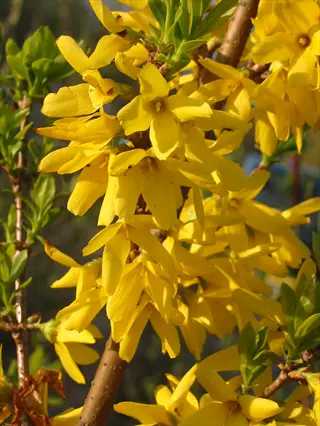 vibrant gold tide forsythia blossoms with bright yellow petals and green leaves in sunlight