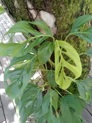vibrant green monstera adansonii leaves with characteristic fenestrations growing on a mossy tree trunk in a garden setting