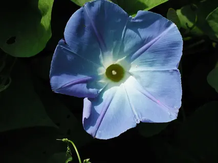 vibrant heavenly blue morning glory flower with green foliage background