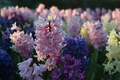 vibrant hyacinth lilac pink blooms in a sunlit spring garden