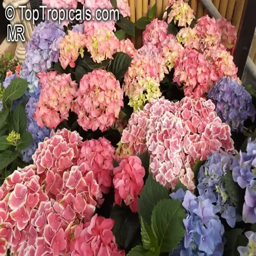 vibrant hydrangea garden care display featuring multi-colored blooms (pink, blue, purple) with lush green foliage in a nursery setting