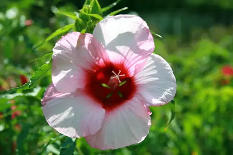 vibrant lady baltimore hibiscus flower with pink-white petals and deep red center, surrounded by green foliage