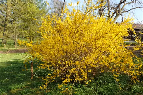 vibrant lynwood gold forsythia bush blooming with dense yellow flowers in a sunny garden