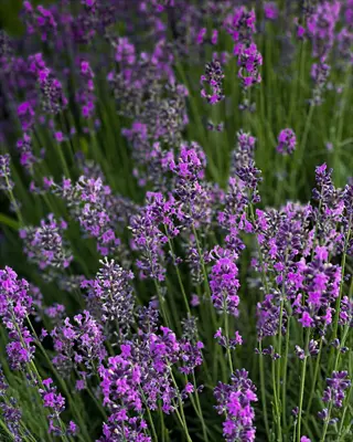 vibrant munstead lavender garden with blooming purple flowers under natural sunlight