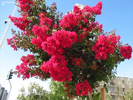 vibrant muskogee crepe myrtle bloom with bright pink flowering clusters against a clear blue sky near urban buildings