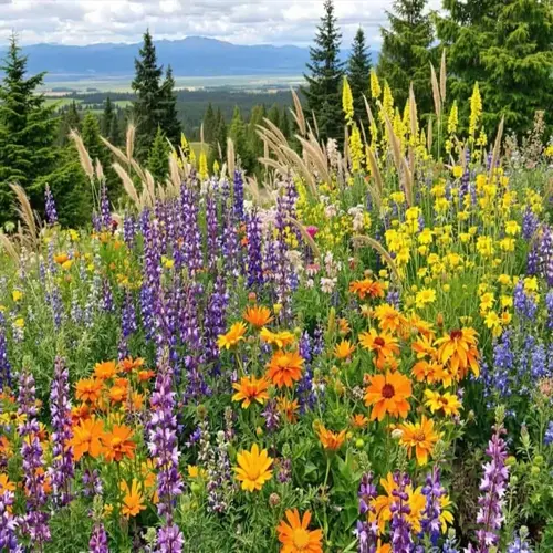 vibrant native wildflower garden with purple lupines, orange daisies, yellow blooms, and feathery grasses against a mountain backdrop