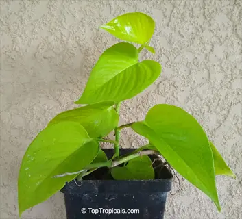 vibrant neon pothos plant in black pot against textured beige wall background