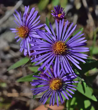 vibrant new england aster purple blooms featuring daisy-like flowers with bright yellow centers and slender violet petals