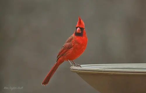 vibrant northern cardinal perched on a heated bird bath during winter