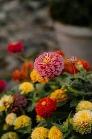 vibrant oklahoma zinnia blooms in pink, red, and yellow with lush green foliage
