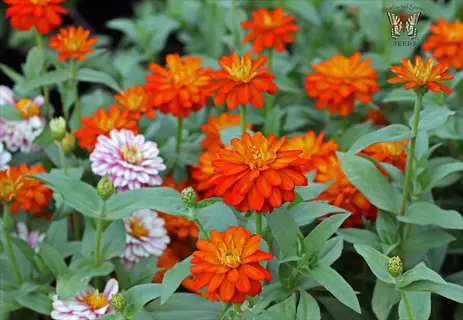 vibrant orange and pink zahara zinnia flowers in a garden with green leaves; features seeds logo in corner