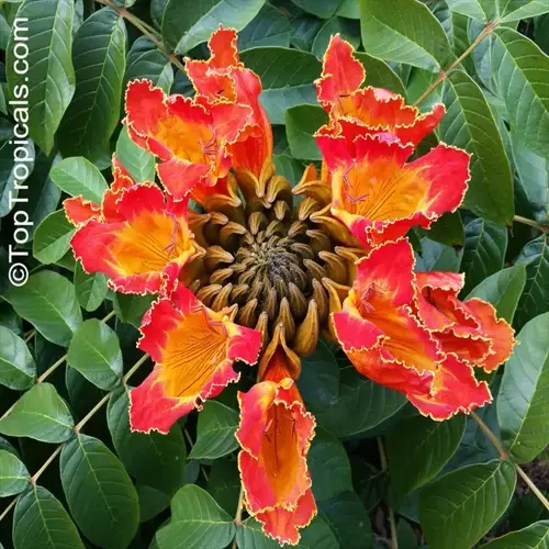 vibrant orange and red tulip tree flowers blooming amidst green foliage