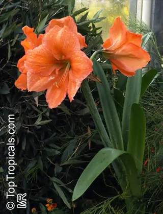 vibrant orange miniature amaryllis blooms with dewdrops amid lush green foliage