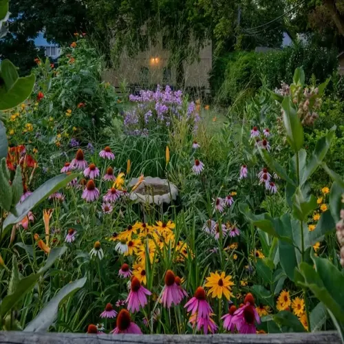 vibrant perennial flower garden with purple coneflowers, black-eyed susans, daylilies, and stone birdbath amidst lush greenery