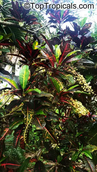 vibrant petra croton plant displaying its iconic multi-colored leaves (red, green, yellow) in a lush tropical setting