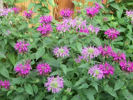 vibrant pink and purple bee balm monarda blooms with lush green foliage in a garden, featuring a blurred wooden fence background