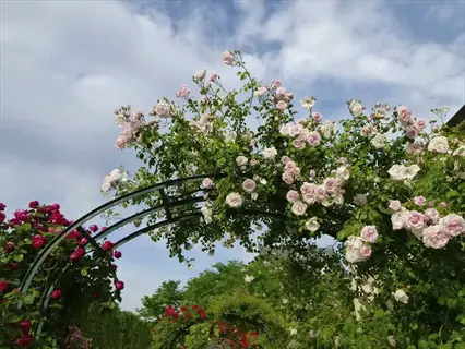 vibrant pink and white roses blooming on a stake string trellis arch under a partly cloudy blue sky