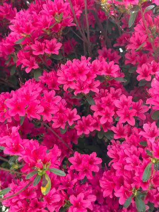 vibrant pink blooming azalea shrub with dense floral clusters and green leaves