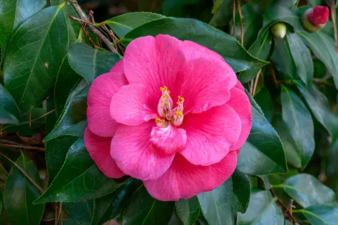 vibrant pink camellia flower in full bloom with glossy green leaves and unopened buds