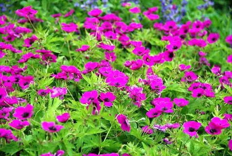 vibrant pink hardy geranium cranesbill flowers blooming densely among lush green foliage