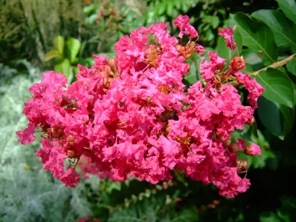 vibrant pink hopi crepe myrtle flower cluster with lush green foliage background