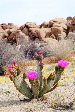 vibrant pink opuntia basilaris flowers blooming on a desert cactus amid rocky terrain and sparse vegetation