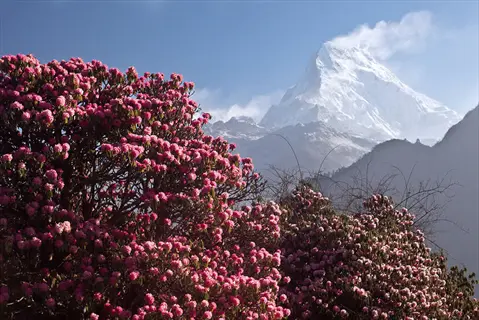 vibrant pink rhododendron blooming flowers with snow-capped mountain backdrop under clear blue sky