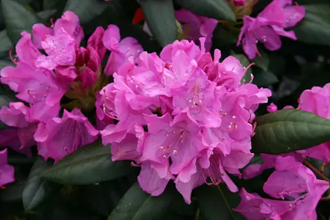 vibrant pink rhododendron roseum elegans blossoms clustered among glossy green leaves