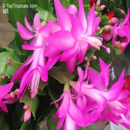 vibrant pink thanksgiving cactus blooming with multiple flowers and green foliage