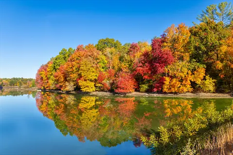 vibrant plant autumn colors on trees reflected in a calm lake under clear blue sky during senescence phase