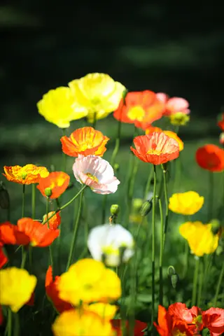 vibrant poppies garden showcasing colorful blooms under sunlight